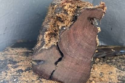 Sample Spent (Mönchgut, 88).