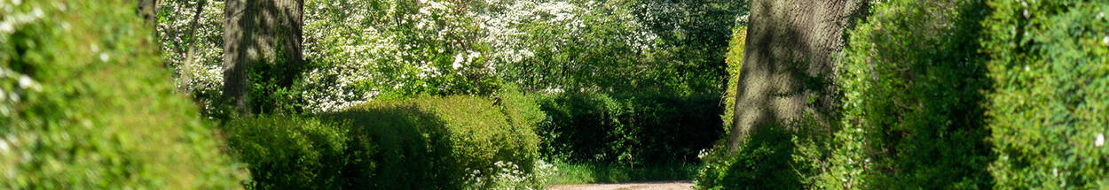 Heggen in de Maasvallei