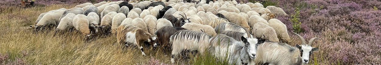 Foto van een kudde geiten met herder op de hei