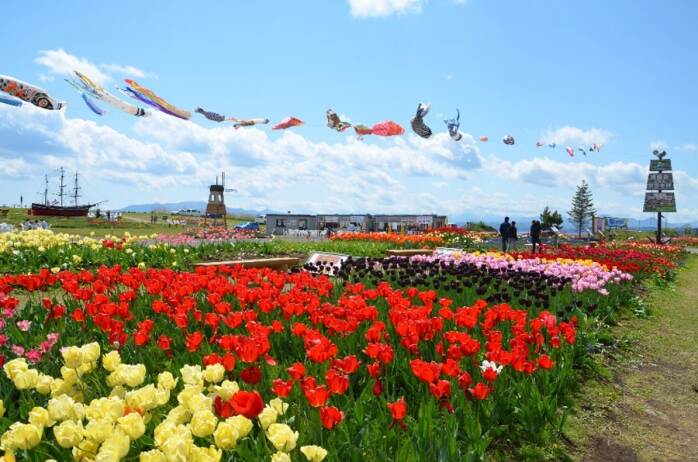 Tulip Festival Kanrin Maru
