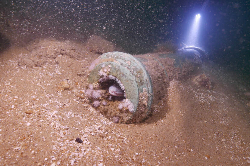 A cannon at the bottom of the sea, with the tip of the head of a congor eel coming out of its barrel