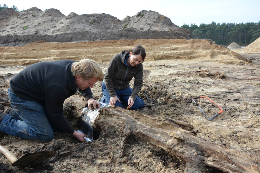 Excavation of the subfossil forest, Leusden, the Netherlands