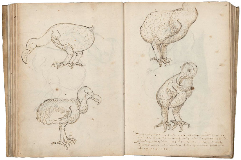 Een opengeslagen boek met zwart-wit tekeningen van een dodo